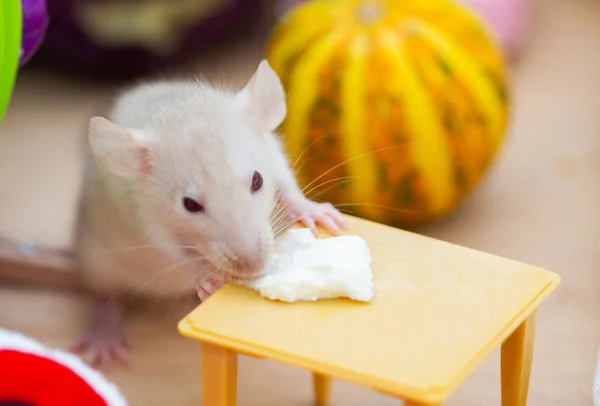 Mały Puszysty Szczur Siedzi Dziecięcym Pokoju Zabawek Żółtym Tle Zwierzę — Zdjęcie stockowe