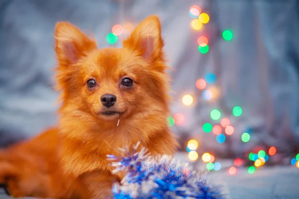 Küçük Kırmızı Bir Köpek Kanepede Buzdur Yılbaşı Işıkları Onun Yanında — Stok fotoğraf