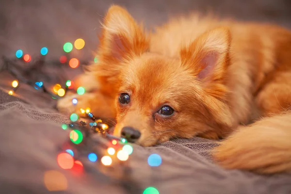 Little Red Dog Ice Couch New Year Lights Glow Next — Stock Photo, Image