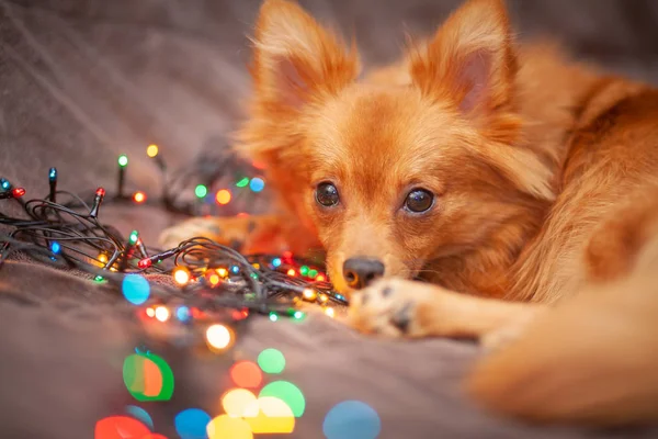 Küçük tüylü köpek kanepede dinleniyor. Etrafında parlak yeni yıl ışıkları var. Arka planda güzel bir bokeh var. Yeni yıl ve Noel konsepti, kış tatili.