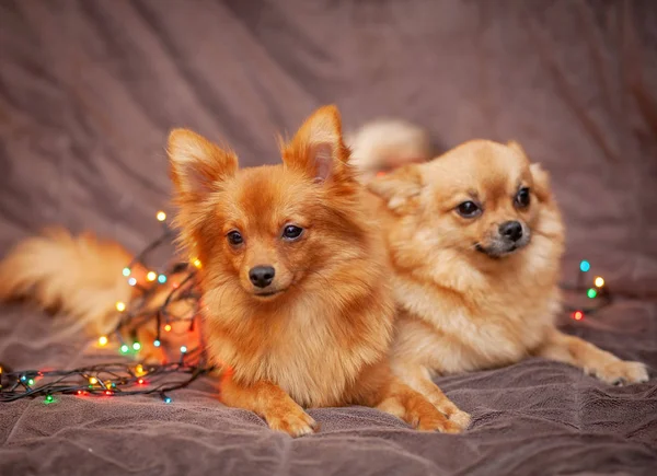 Küçük Tüylü Köpekler Kanepede Dinleniyor Etrafında Parlak Yeni Yıl Işıkları — Stok fotoğraf