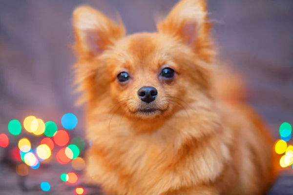 Cãozinho Fofo Está Descansar Sofá Luzes Ano Novo Brilhante Torno — Fotografia de Stock