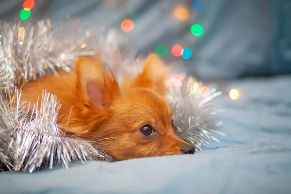 Kleine Pluizige Hond Rust Bank Helder Nieuwjaarslicht Haar Heen Mooie — Stockfoto