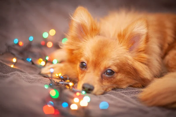 Perrito Esponjoso Está Descansando Sofá Brillantes Luces Año Nuevo Alrededor — Foto de Stock