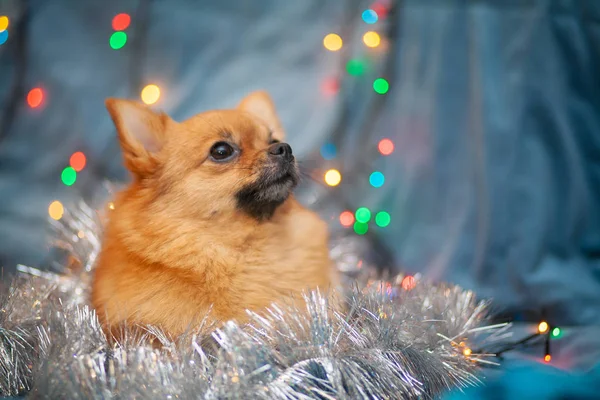 Der Kleine Flauschige Hund Ruht Auf Der Couch Strahlende Neujahrslichter — Stockfoto