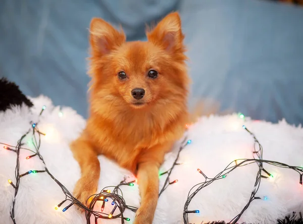 Little fluffy dog is resting on the couch. Bright New Year lights around her. Beautiful bokeh in the background. New Year and Christmas concept, winter holidays.