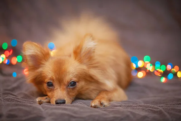 Little fluffy dog is resting on the couch. Bright New Year lights around her. Beautiful bokeh in the background. New Year and Christmas concept, winter holidays.