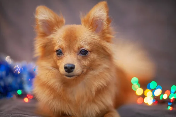 Cãozinho Fofo Está Descansar Sofá Luzes Ano Novo Brilhante Torno — Fotografia de Stock