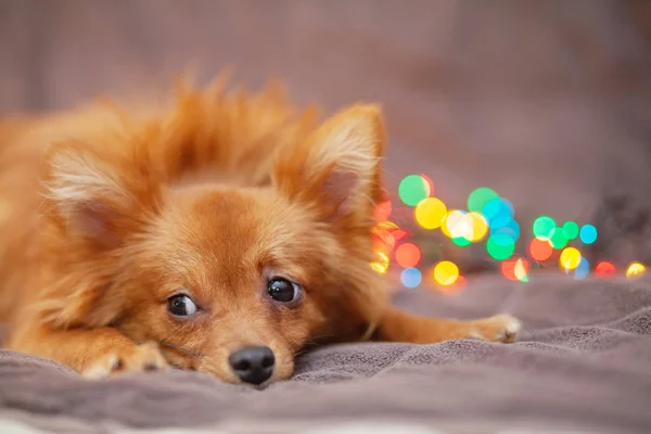 Little fluffy dog is resting on the couch. Bright New Year lights around her. Beautiful bokeh in the background. New Year and Christmas concept, winter holidays.