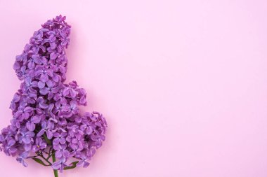 Pembe arka planda leylak çiçekleri.