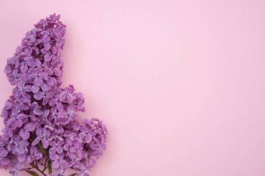 Pembe arka planda leylak çiçekleri.