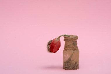 Pembe arka planda kırmızı lale.