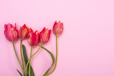Pembe arka planda kırmızı laleler.