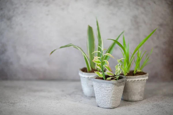 Close up of green home plants in a gypsum pot on a gray wall background.