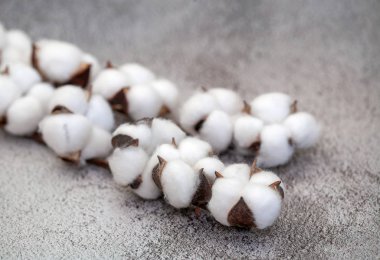 Beyaz pamuk tomurcukları olan bir dal.