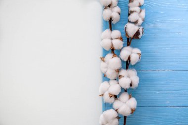 Beyaz pamuk tomurcukları olan bir dal.