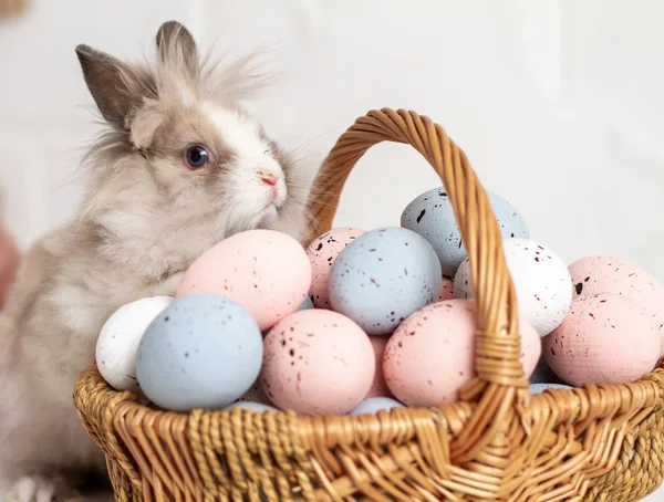 Paskalya tavşanı pastel çiçekli bir sepetin yanında oturur. Paskalya yumurtaları. Dini bahar tatili.