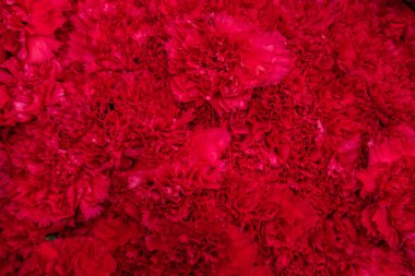 Pembe kasımpatıların güzel parlak arka planı.