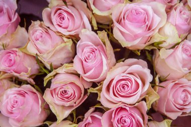 Pembe güllerin güzel parlak arka planı