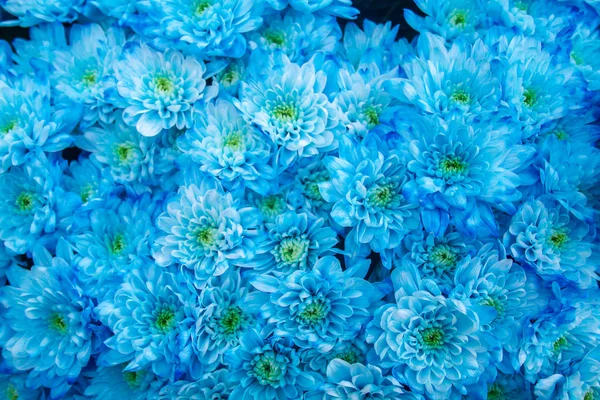 Beautiful bright background of blue chrysanthemums.