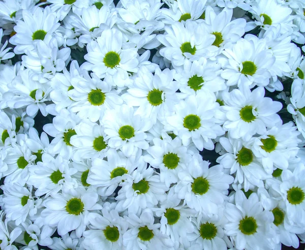 Schöne Helle Hintergrund Chrysanthemen — Stockfoto