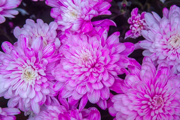 Beautiful Bright Background Pink Chrysanthemums — Stock Photo, Image