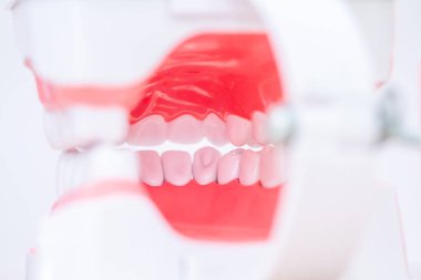 Bir diş modeline yakın plan, beyaz plastik dişler açık renkli pastel arka plan. Diş hekimliği eğitimi için insan çenesi.
