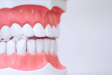 Bir diş modeline yakın plan, beyaz plastik dişler açık renkli pastel arka plan. Diş hekimliği eğitimi için insan çenesi.