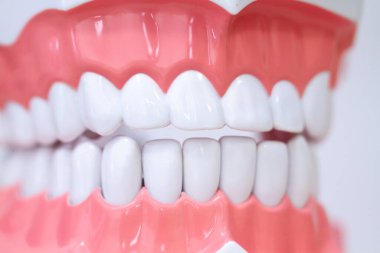 Bir diş modeline yakın plan, beyaz plastik dişler açık renkli pastel arka plan. Diş hekimliği eğitimi için insan çenesi.