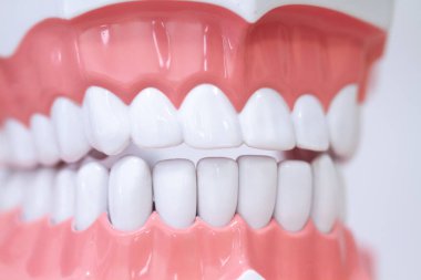 Bir diş modeline yakın plan, beyaz plastik dişler açık renkli pastel arka plan. Diş hekimliği eğitimi için insan çenesi.
