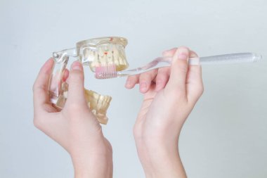 Diş fırçasına yakın plan, pembe diş fırçası dişleri fırçalar. Şeffaf silikon ve plastik dişler görünür konnektörlerle iki sıra halinde. Diş hekimliği eğitimi için insan çenesi.