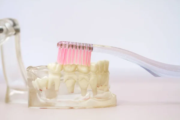 Closeup Dental Model Pink Toothbrush Brushes Teeth Transparent Silicone Plastic — Stock Photo, Image