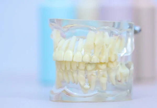 Przezroczysty Model Szczęki Ludzkiej Stałymi Liściastymi Zębami — Zdjęcie stockowe