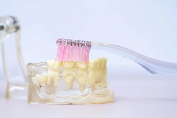 Closeup Dental Model Pink Toothbrush Brushes Teeth Transparent Silicone Plastic — Stock Photo, Image