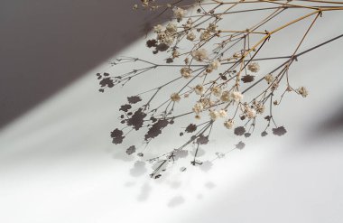 Arka planda filiz olan küçük bir şişe. Güzel arkaplan 