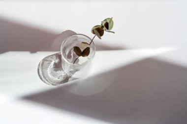 Masada okaliptüs dalı, geometrik bulanık gölgeler, seçin