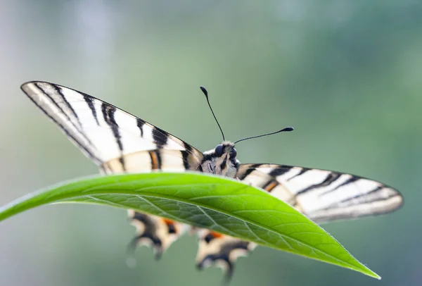 Kelebeklerin Nadir Bir Türü Olan Iphiclides Podalirius Kırmızı Kitapta Listelenmiştir — Stok fotoğraf