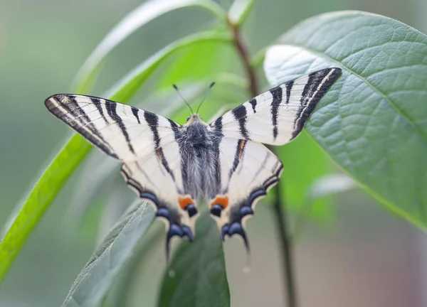 Kelebeklerin Nadir Bir Türü Olan Iphiclides Podalirius Kırmızı Kitapta Listelenmiştir — Stok fotoğraf