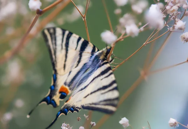 Kelebeklerin Nadir Bir Türü Olan Iphiclides Podalirius Kırmızı Kitapta Listelenmiştir — Stok fotoğraf