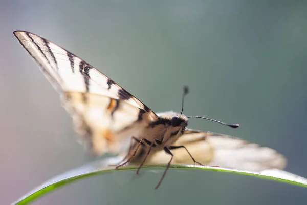 Uma Espécie Rara Borboletas Espécie Iphiclides Podalirius Está Listada Livro — Fotografia de Stock