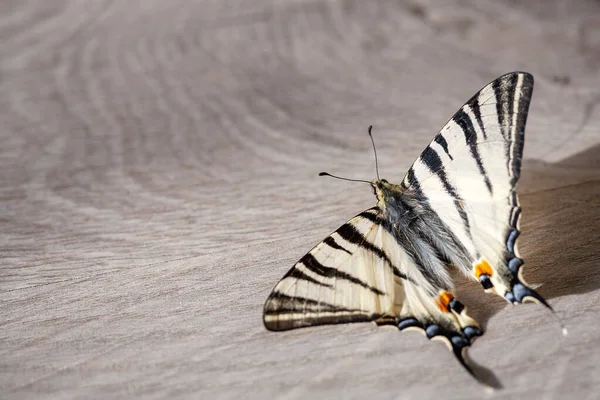 A rare species of butterflies of the species Iphiclides podalirius is listed in the Red Book, a living butterfly sits on spring branches of plants, it has white wings with black stripes.