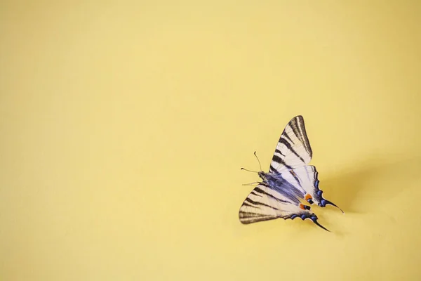 Arka Planda Kelebek Podalirium Böcek Metin Için Boş Boşluk — Stok fotoğraf