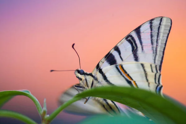 A rare species of butterflies of the species Iphiclides podalirius is listed in the Red Book, a living butterfly sits on spring branches of plants, it has white wings with black stripes.