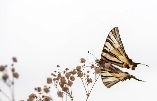 红皮书 列出了一种罕见的蝴蝶种类 白蝴蝶 一只活蝴蝶栖息在植物的春枝上 有黑色条纹的白色翅膀 — 图库照片