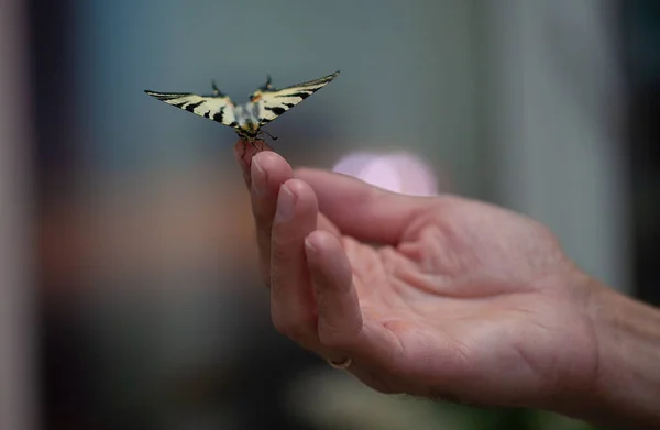 Kelebeklerin Nadir Türlerinden Biri Olan Iphiclides Podalirius Ellerinde Yaşayan Bir — Stok fotoğraf
