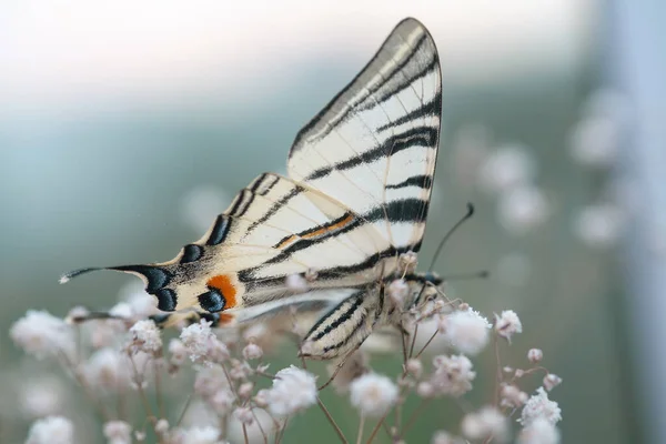 Kelebeklerin Nadir Bir Türü Olan Iphiclides Podalirius Kırmızı Kitapta Listelenmiştir — Stok fotoğraf