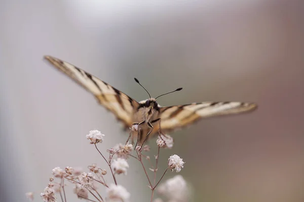 Uma Espécie Rara Borboletas Espécie Iphiclides Podalirius Está Listada Livro — Fotografia de Stock