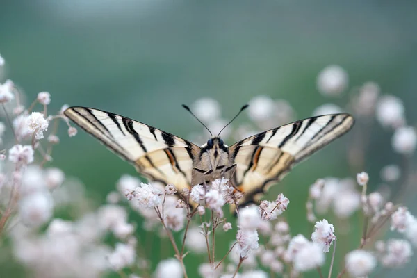 Kelebeklerin Nadir Bir Türü Olan Iphiclides Podalirius Kırmızı Kitapta Listelenmiştir — Stok fotoğraf
