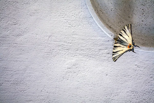 Arka Planda Kelebek Podalirium Böcek Metin Için Boş Boşluk — Stok fotoğraf