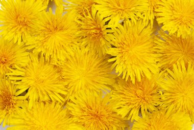 Bir sürü karahindiba, parlak, güzel, sarı arka plan, buketteki çiçekler..